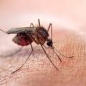 Texas and Mexico Meeting in El Paso This Week to Discuss Ways to Slow Zika Spread