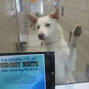 Fees Waived for Dog, Cat Adoptions This “Clear the Shelters” Saturday