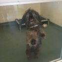 Adopt a Dog or Cat Today; Have Adoption Fees Wavied – North Texas and Nationwide