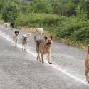 SPCA Hosts Party Detailing Long List Free Pet Services for Area Residents