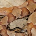 Firefighters Encounter Snakes, Including Pythons & Boa Constrictors At A Home Fire