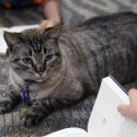 Free Dog, Cat Food and Kitty Litter for No Paycheck Government Employees