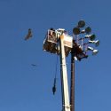 Construction Crew Finds Red Tail Hawk Nest in Plano