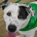 MEGA Pet Adoption Event Has Your New Best Friend for $10