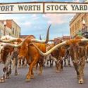 COVID-19 Sends Fort Worth Herd Out to Pasture